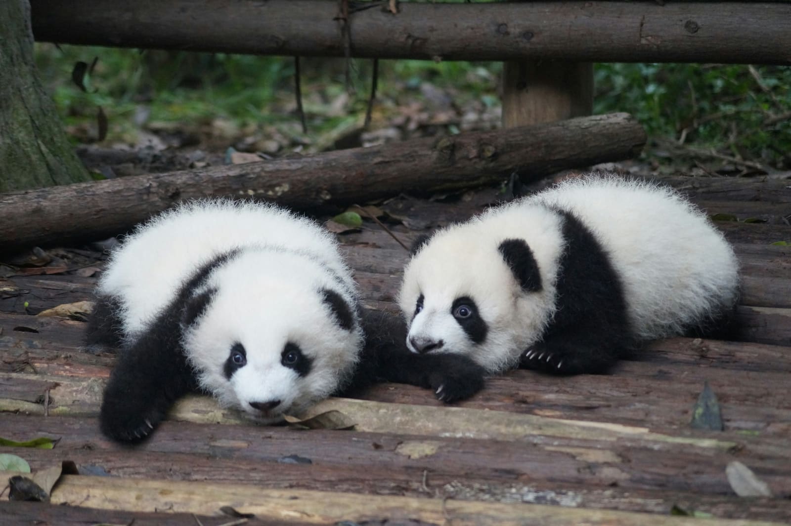 Chengdu City photos 3