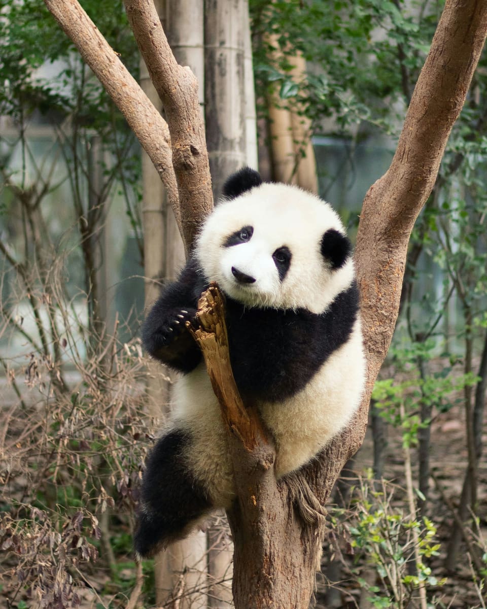 Chengdu Entry Route — 5-Day
